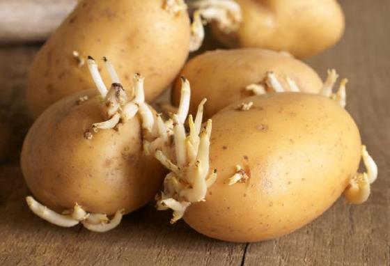 土豆发芽了还能吃吗?刚发芽的土豆可以吃吗-很美的