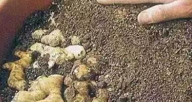 生姜放久了失去水分干巴巴的,这样保存,可以吃一年新鲜生姜