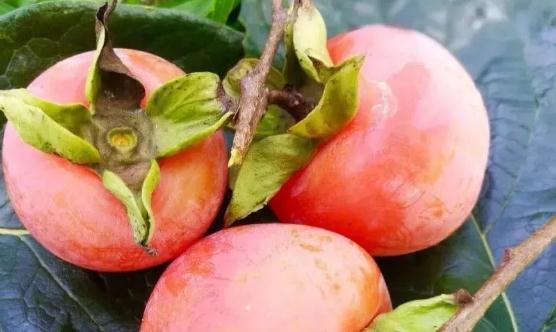 了解不易空腹食用的水果 不要让这些水果影响我们健康-很美的