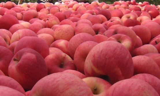 常吃苹果使人心情愉悦 不必太纠结吃苹果早上还是晚上好-很美的