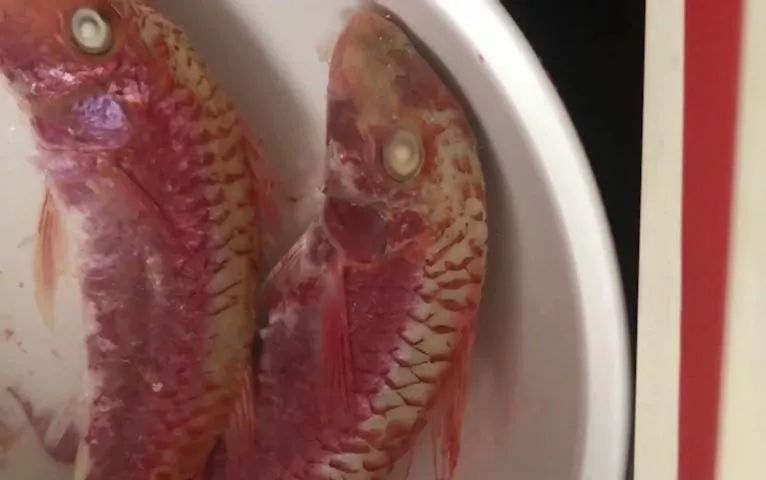 无良商贩用色素给三苏红鱼上色,用手轻轻一摸,手还会被染红