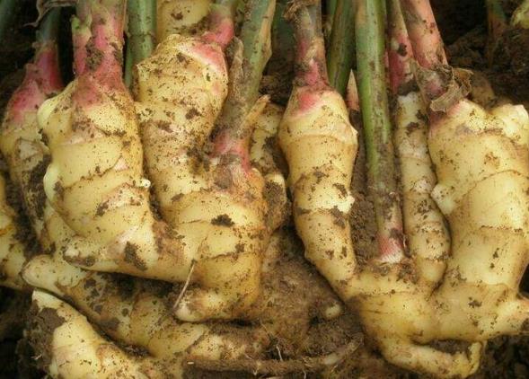 生姜放久了失去水分干巴巴的,这样保存,可以吃一年新鲜生姜-很美的