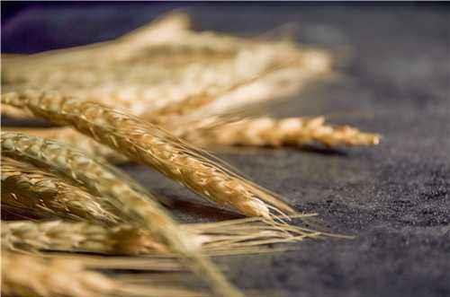 什么人不能喝大麦茶呢? 