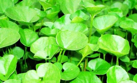 马蹄草的功效作用很多 马蹄草的常见美味吃法-很美的