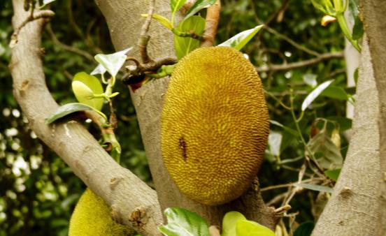 可果可蔬的菠萝蜜 菠萝蜜剥皮小技巧-很美的