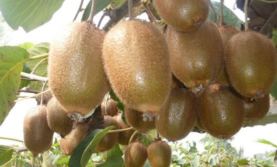 猕猴桃的催熟方法 猕猴桃的保存法-很美的