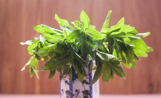 盆景植物的功效超乎想象 茉莉花泡茶有养颜的功效-很美的