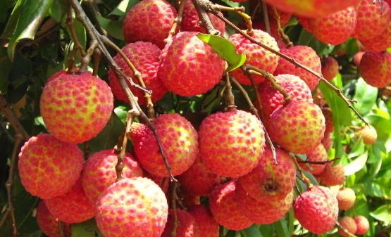 男人补肾七种水果推荐 补肾又补精-很美的