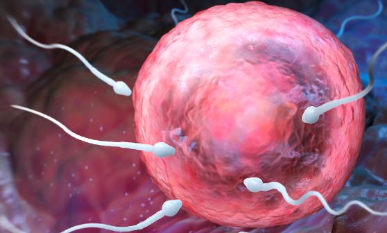 精子活动率低的原因 提高精子活动的六类食物推荐-很美的