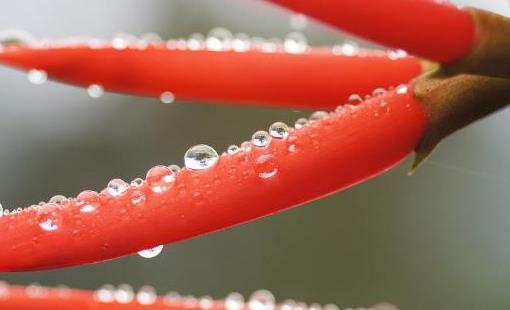 孕妇辣味食谱 2款食谱可解馋-很美的