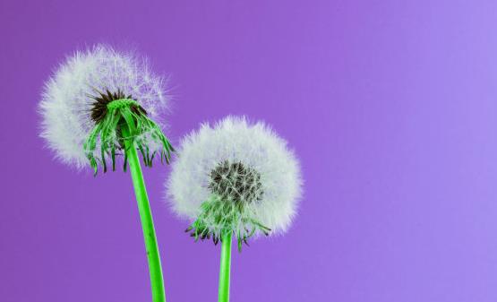 不起眼的蒲公英能够治疗很多疾病 蒲公英的16大妙用-很美的