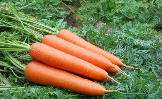 女性保养卵巢很重要 推荐女性保养卵巢的9种食物-很美的