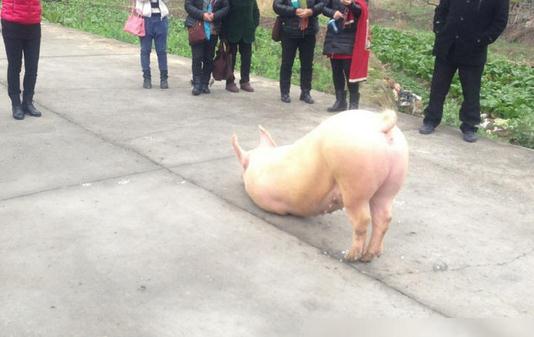 猪也会跪拜,浙江温州永嘉县奇闻-很美的