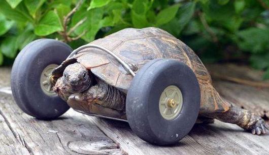 给90岁的乌龟装上一对轮子,让他跑起来?-很美的