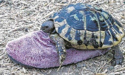 乌龟中的奇葩:雄龟和拖鞋相恋30年-很美的