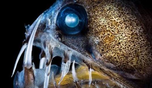 盘点5大恐怖的海洋怪物-很美的