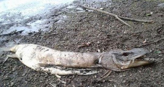 英国湖边惊现水怪尸体-很美的