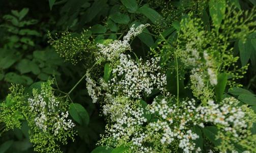 冰河世纪残存的植物,堪称植物大熊猫-很美的