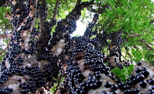 地球上仅存的8个来自“外星球”的森林-很美的