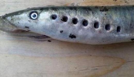 僵尸鱼现英国河道,学名七鳃鳗-很美的