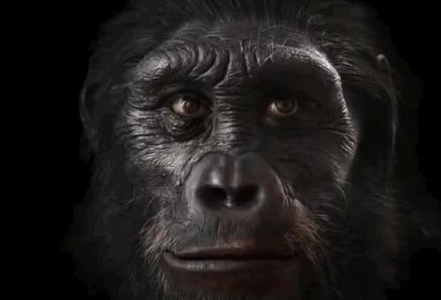 人类的长相进化,竟然是为了抗挨打-很美的