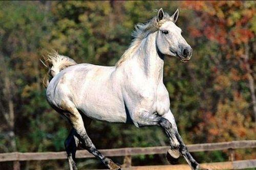 最纯正的汗血宝马，价值上千万美元-很美的