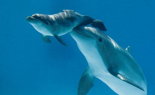 动物们的“超能力”-很美的