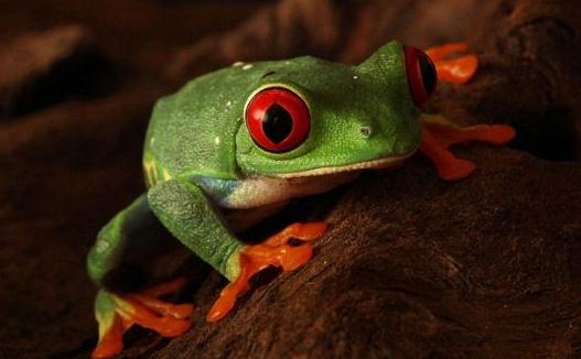 世界10大最致命生物,你认识吗?-很美的