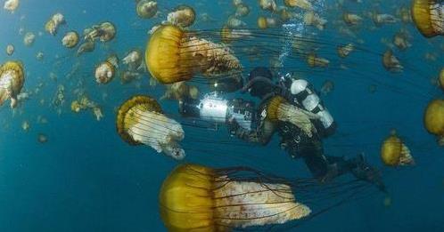 马里亚纳海沟恐怖 曾潜入海底研究员不敢再去这海域-很美的
