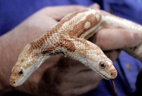 双头蛇惊现南京,经常自己互相厮咬-很美的