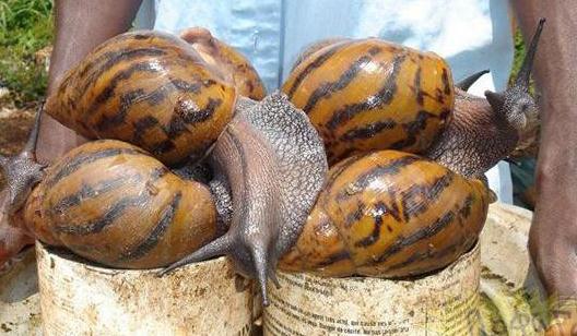 非洲巨大蜗牛,危险指数爆表-很美的