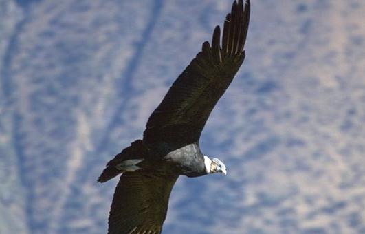 安第斯神鹰的象征-很美的