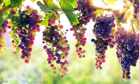 饮食丰胸是最无副作用的方法 三种美食瘦身保健还能丰胸-很美的