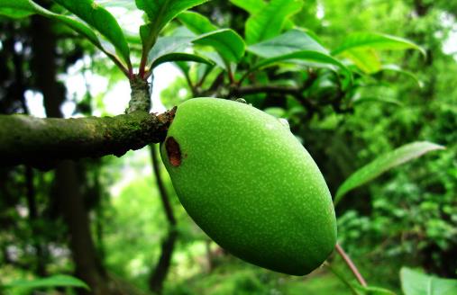 食物丰胸大揭秘 坚持吃让你拥有丰挺美观的胸部-很美的