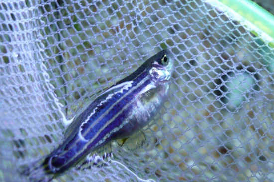 斑马鱼怎么繁殖