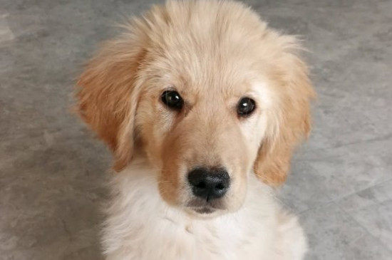 金毛拉布拉多区别