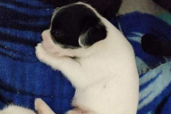 狗抽搐过一会就没事了-很美的