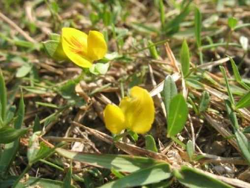 丁癸草的功效与作用及禁忌-很美的