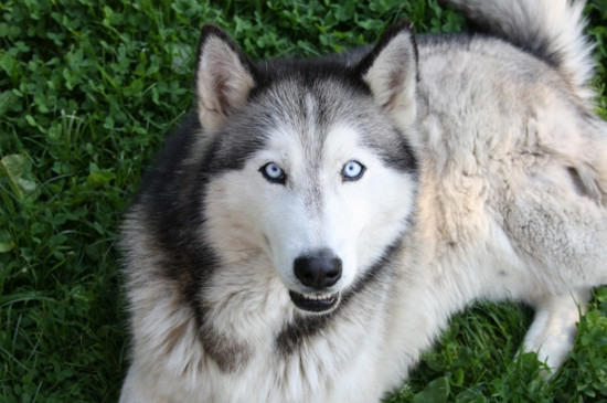 哈士奇和狼的区别-很美的