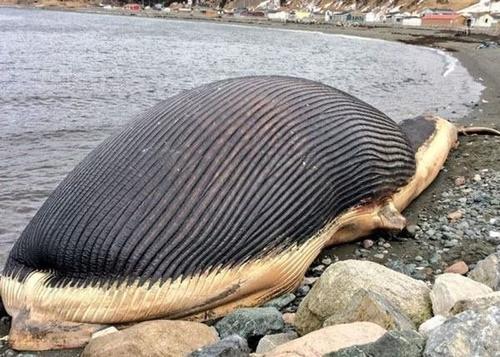 鲸鱼尸爆(鲸鱼为什么会尸爆)