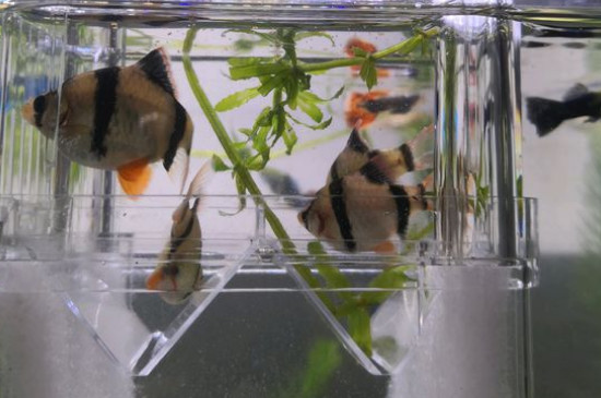 虎皮鱼能和什么鱼混养-很美的