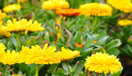 上坟用菊花一般用几朵 清明祭祀的时候应该注意-很美的