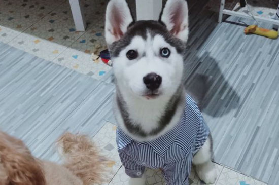 狗怕冷吗-很美的