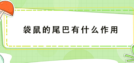 袋鼠的尾巴有什么作用