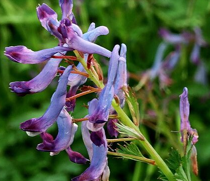 杜鹃兰的功效与作用及禁忌-很美的