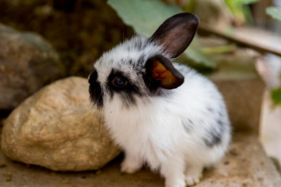 宠物兔子拉稀怎么办-很美的