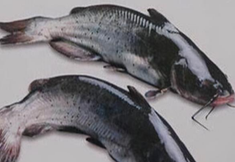 中国最昂贵十大名鱼 中国最贵的十种淡水鱼-很美的