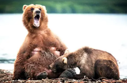 为什么被熊吃最痛苦(熊吃人为什么专咬脸)-很美的