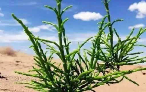 梭梭树读jun还是suo（梭梭树是一种什么树木）