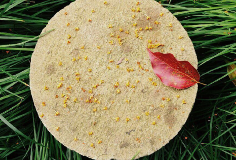 闻到桂花香的心情说说（桂花香扑鼻而来的说说）-很美的